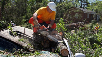 Фотография к новости: Тоқаев Бурабайдағы ағаштардың кесілуіне наразылығын білдірді