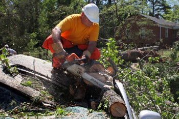 Фотография к новости: Тоқаев Бурабайдағы ағаштардың кесілуіне наразылығын білдірді