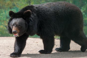 Фотография к новости: Аш аю моладан мәйітті алып кетті