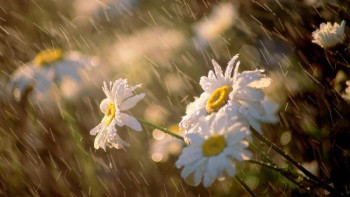 Фотография к новости: Еліміздің басым бөлігінде жаңбыр жауып, жел күшейеді