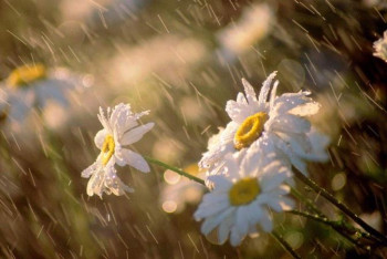 Фотография к новости: Еліміздің басым бөлігінде жаңбыр жауып, жел күшейеді