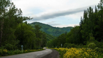 Фотография к новости: Риддерде жоғалып кеткен балалар орманның ішінен табылды