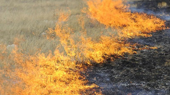 Фотография к новости: Алматы облысында 10 гектар аумақтағы шөп жанды