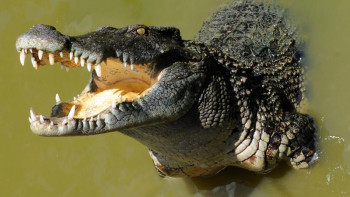 Фотография к новости: Қолтырауындар «тозған» тістерін түсіріп, орнына жаңасын «өсіріп» шығара алады