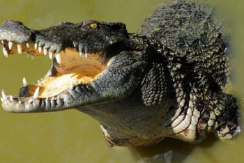 Фотография к новости: Қолтырауындар «тозған» тістерін түсіріп, орнына жаңасын «өсіріп» шығара алады