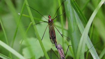 Фотография к новости: Аса қауіпті вирус жұқтыратын маса пайда болды
