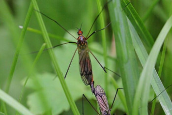 Фотография к новости: Аса қауіпті вирус жұқтыратын маса пайда болды