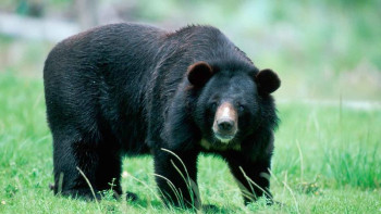 Фотография к новости: Моладан мәйітті алып кеткен аш аю атып өлтірілді