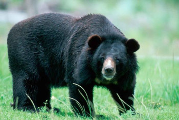 Фотография к новости: Моладан мәйітті алып кеткен аш аю атып өлтірілді
