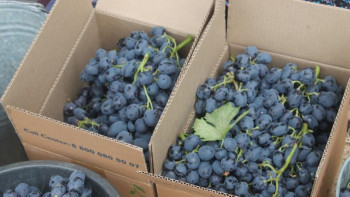 Фотография к новости: Кентау шаруалары жемістерін жинай бастады