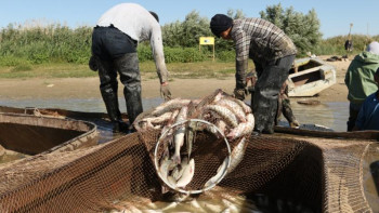 Фотография к новости: Атырау облысында өзеннен 500 метрлік ау шығарылды 