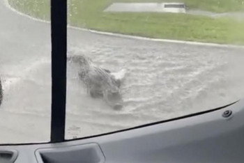 Фотография к новости: АҚШ-та көшені кесіп өтпек болған аллигатор видеоға түсіп қалған