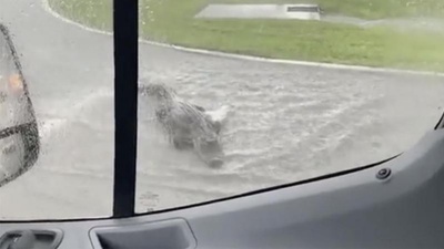АҚШ-та көшені кесіп өтпек болған аллигатор видеоға түсіп қалған