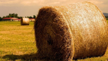 Фотография к новости: ШҚО-да шабындықтан шөп ұрлағандар ұсталды