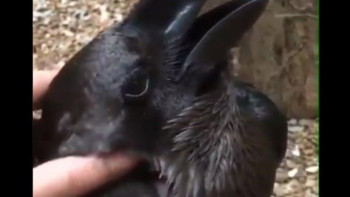 Фотография к новости: Қоян ба? Қарға ма? Желіде жаңа оптикалық иллюзия пайда болды