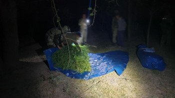 Фотография к новости: Ауыл тұрғынынан 125 келіден астам марихуана тәркіленді