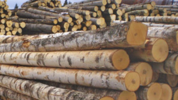 Фотография к новости: Қазақстан аумағынан ағаш материалдарын шығаруға тыйым салынды