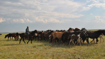 Фотография к новости: Алматы облысында бір үйір жылқыны ұрлаған күдікті ұсталды 