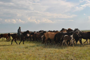 Фотография к новости: Алматы облысында бір үйір жылқыны ұрлаған күдікті ұсталды 