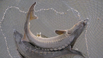 Фотография к новости: Теңіз шекарашылары ауға шырматылған 120 кг бекірені босатып жіберді