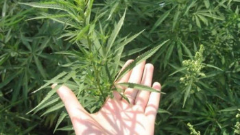 Фотография к новости: Шекарашылар екі өңірде қарасора алқаптарын тауып, көзін жойды