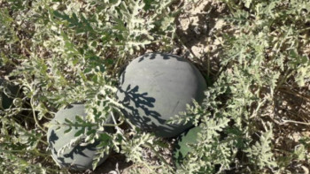 Фотография к новости: Түркістан облысында суаруды қажет етпейтін қарбыз өсті