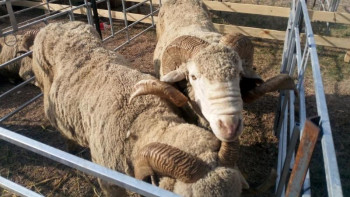 Фотография к новости: Елімізде тұңғыш рет асыл тұқымды қойлар аукционда сатылып жатыр