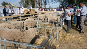 Фотография к новости: Соңғы бес жылда мал шаруашылығы өнімі 47% артты