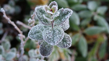 Фотография к новости: Кей өңірде үсік жүруі мүмкін 