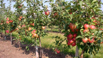 Фотография к новости: Қызылордалық кәсіпкерлерге алма мен жүзім еккені үшін субсидия беріледі