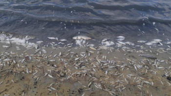 Фотография к новости: Қызылорда облысында 6 тоннадан астам балық қырылып қалды 