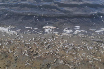 Фотография к новости: Қызылорда облысында 6 тоннадан астам балық қырылып қалды 