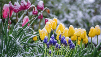 Фотография к новости: Еліміздің бірнеше өңірінде үсік жүреді 