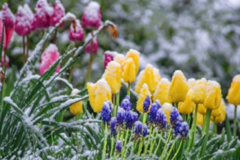 Фотография к новости: Еліміздің бірнеше өңірінде үсік жүреді 
