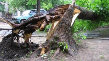 Фотография к новости: Балабақша ауласында екі баланың үстіне ағаш құлады