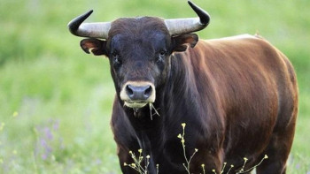 Фотография к новости: Павлодар облысында өгіз иесін сүзіп өлтірді