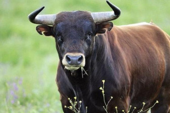 Фотография к новости: Павлодар облысында өгіз иесін сүзіп өлтірді
