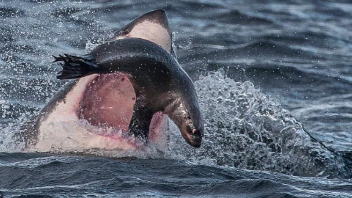 Адамжегіш акула туристердің көзінше итбалықты жалмады