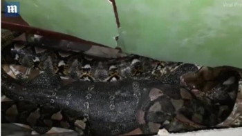 Фотография к новости: Алып жылан жұтқан кесіртке тірі қалды