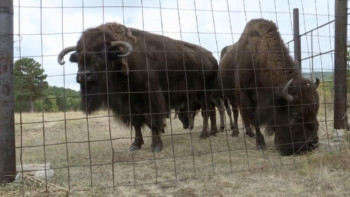 Фотография к новости: Қарқаралыдағы ұлттық паркте бизон төлдеді