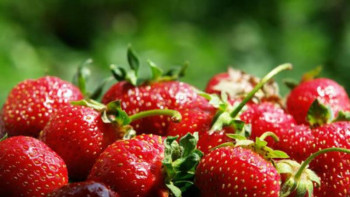 Фотография к новости: Ақтөбеде еуропалық әдіспен өсірілген құлпынай сатылымға шықты