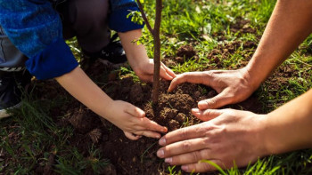 Фотография к новости: Осы күзде Қарағандыда 1650 ағаш отырғызылады