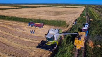 Фотография к новости: Қызылордалық диқандар күрішті 5 қазанға дейін орып болады