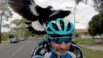 Фотография к новости: Сауысқан велосипедшінің өліміне себепші болды