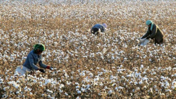 Фотография к новости: Түркістан облысында мақта терімі басталды