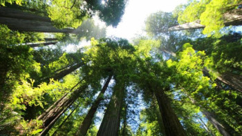 Фотография к новости: Ғалымдар әлемдегі ең биік ағашты тапты