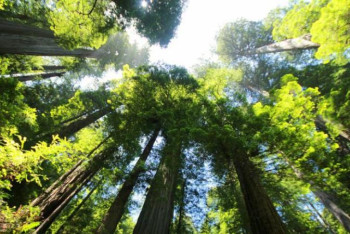 Фотография к новости: Ғалымдар әлемдегі ең биік ағашты тапты