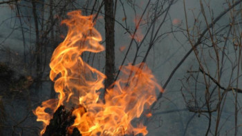 Фотография к новости: Бразилияда орман өрті өршіп тұр