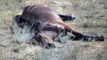 Фотография к новости: Нұр-Сұлтан – Көкшетау тас жолының бойынан 28 жылқының өлексесі табылды