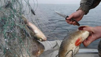 Фотография к новости: 12 күнде браконьерлерге қатысты 18 қылмыстық іс қозғалды